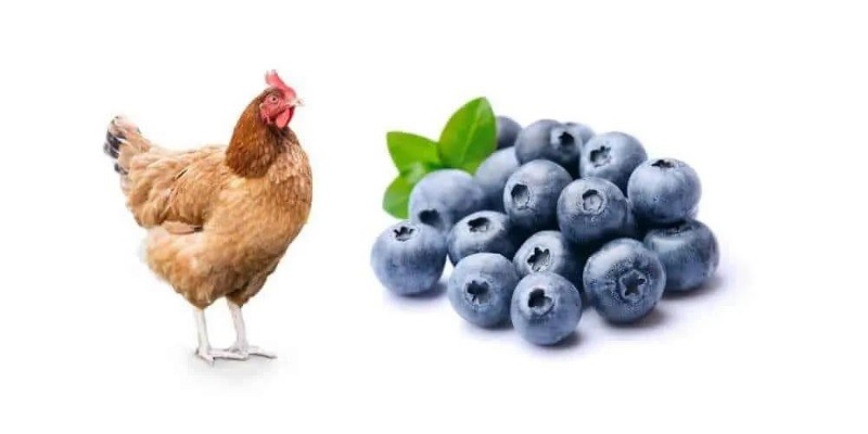 Can Chickens Eat Blueberries