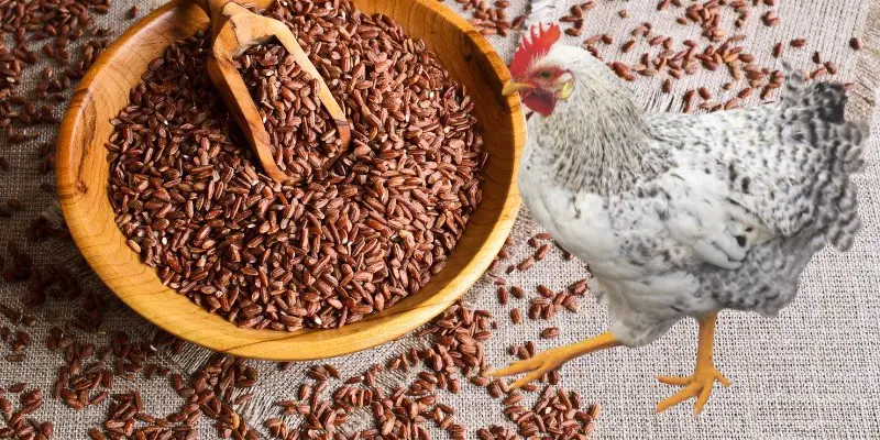 Can Chickens Eat Brown Rice