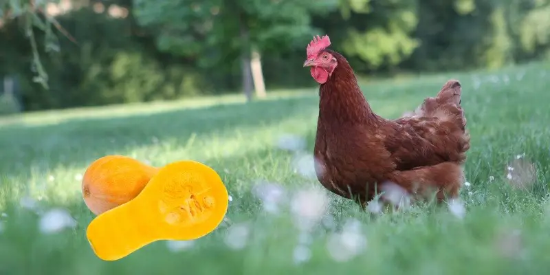 Can Chickens Eat Butternut Squash