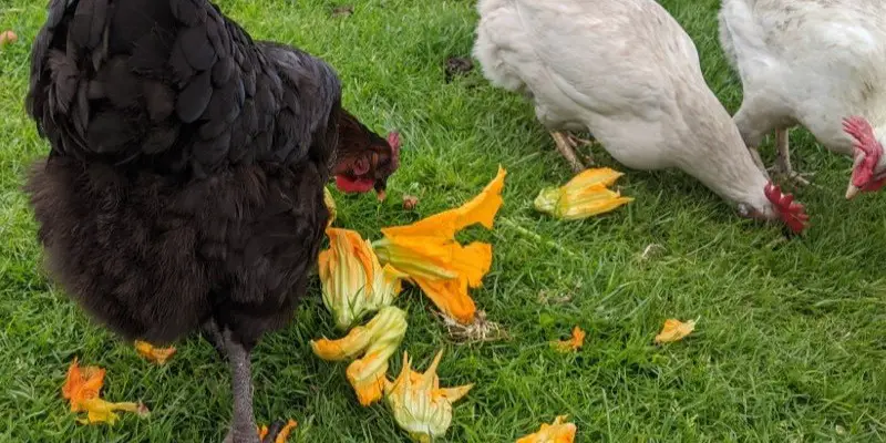Can Chickens Eat Carnations