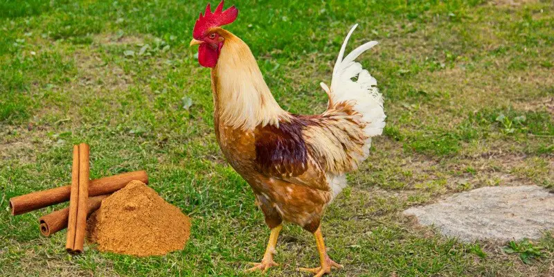 Can Chickens Eat Cinnamon