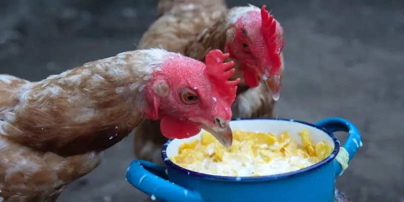 Can Chickens Eat Cornflakes Other Cereals