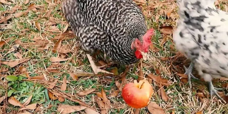 Can Chickens Eat Crab Apples