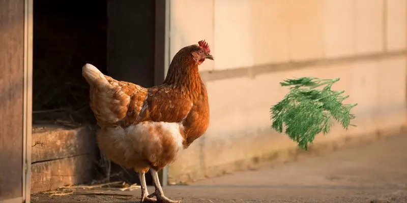 Can Chickens Eat Dill