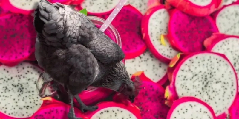 Can Chickens Eat Dragon Fruit