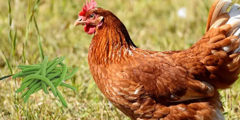 Can Chickens Eat Green Beans
