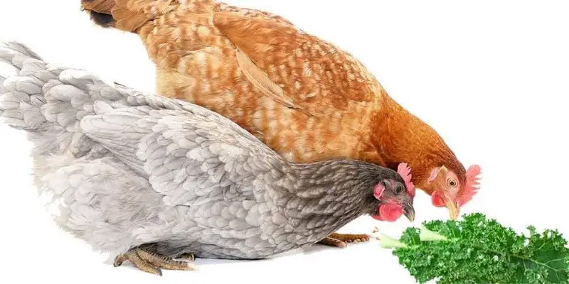 Can Chickens Eat Kale