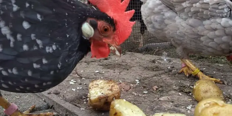Can Chickens Eat Mashed Potatoes