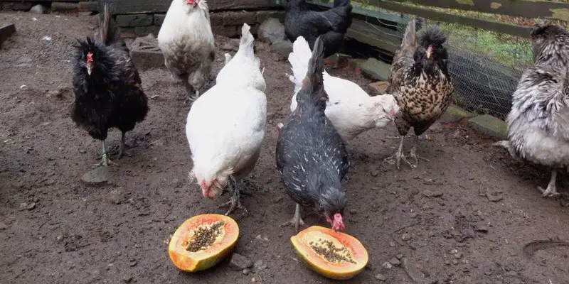 Can Chickens Eat Papaya