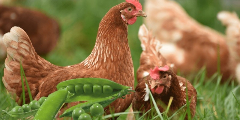 Can Chickens Eat Pea Pods