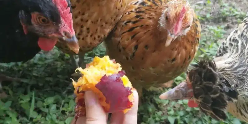 Can Chickens Eat Peaches