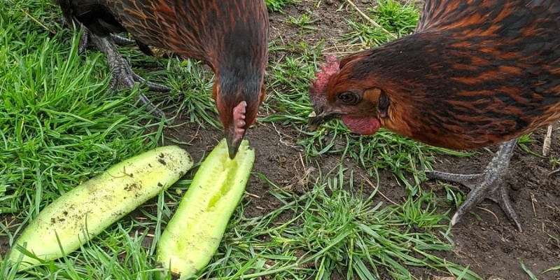 Can Chickens Eat Pickles