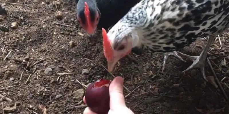 Can Chickens Eat Plums