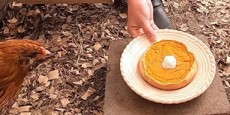 Can Chickens Eat Pumpkin Pie