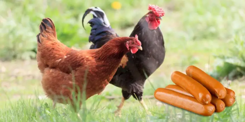Can Chickens Eat Sausage