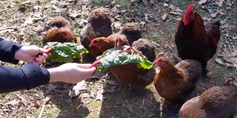 Can Chickens Eat Swiss Chard