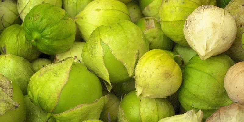 Can Chickens Eat Tomatillos