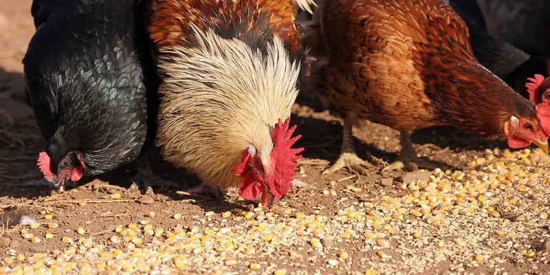 Can Chickens Eat Whole Corn