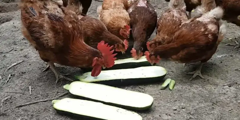 Can Chickens Eat Zucchini