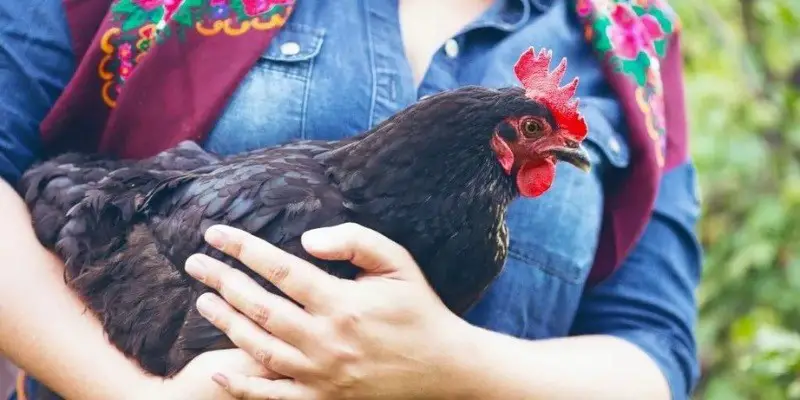 Can Chickens Love Their Owners