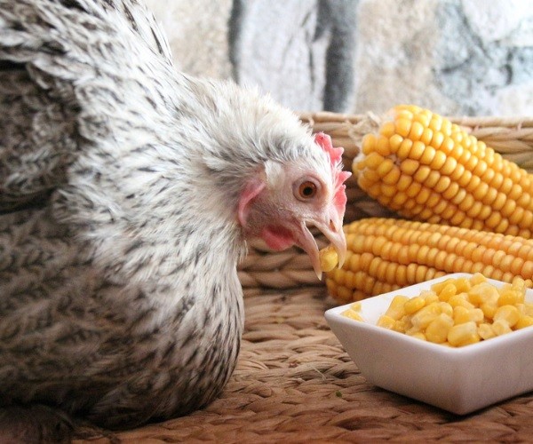 Can I feed corn to my chickens