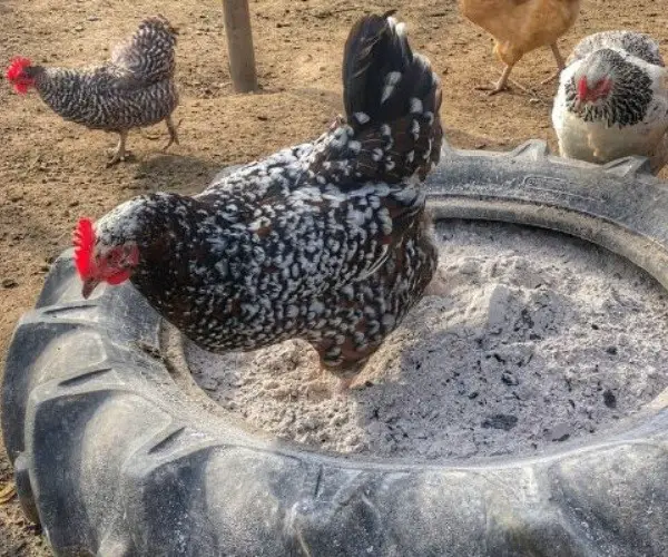 Can I use cat litter for chicken dust bath