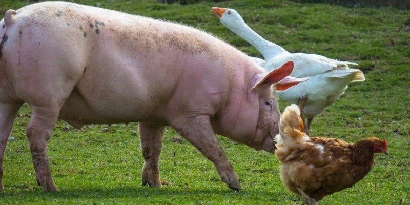 Can Pigs And Chickens Live Together