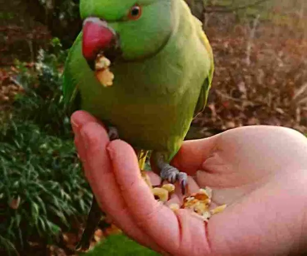 Can birds eat raw chickpeas