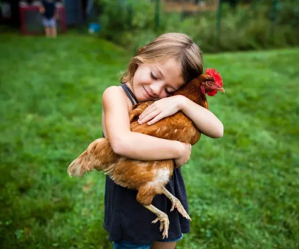 Can chickens be loving pets