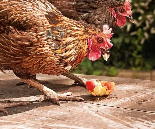 Can chickens eat apple cores