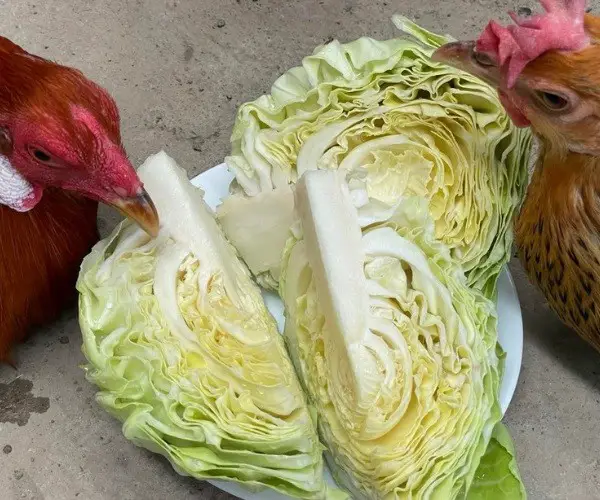 Can chickens eat cabbage