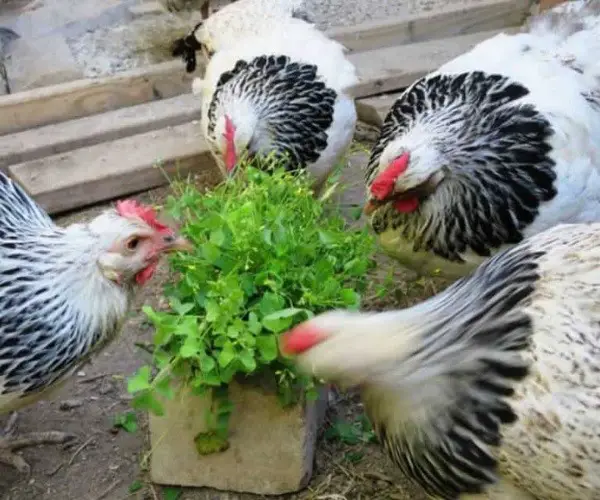 Can chickens eat clover