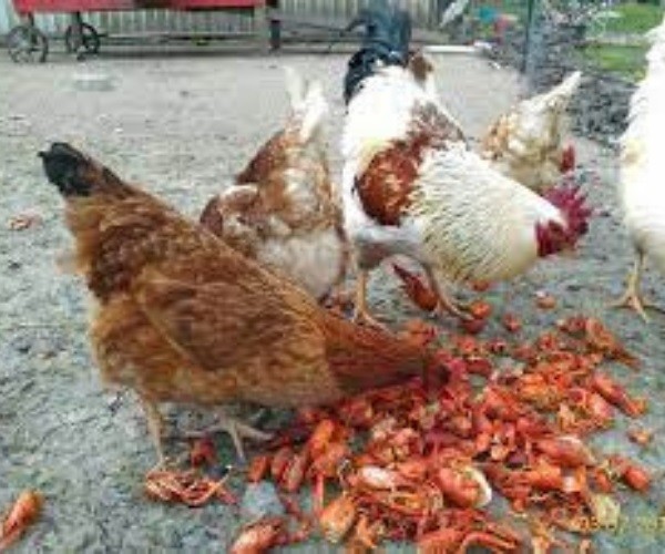 Can chickens eat crab shells