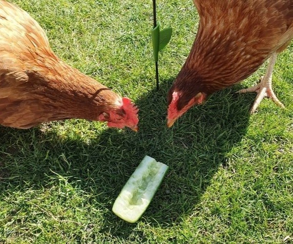 Can chickens eat cucumber