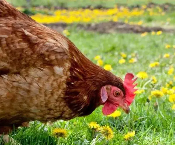 Can chickens eat dandelions