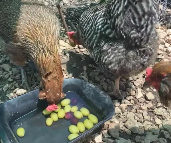 Can chickens eat grapes