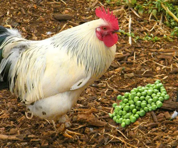 Can chickens eat green tomatoes