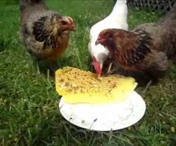 Can chickens eat honeycomb