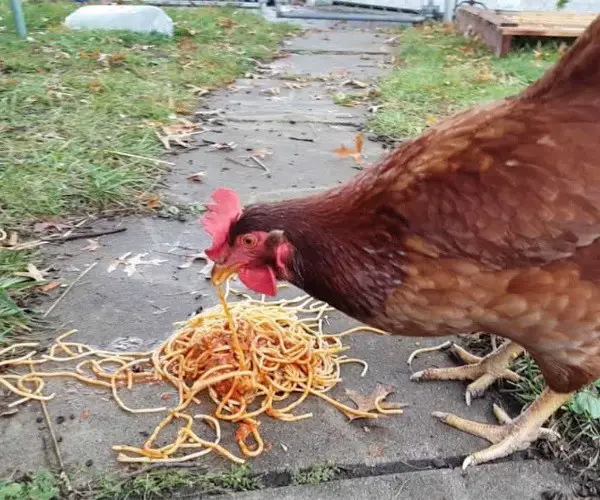 Can chickens eat pasta
