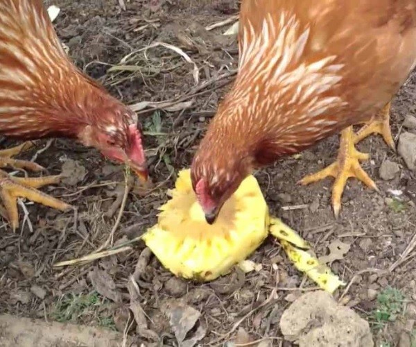 Can chickens eat pineapple