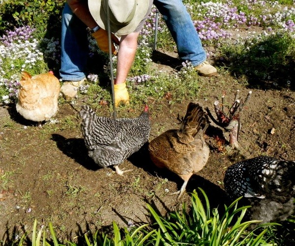 Can chickens eat snail shells