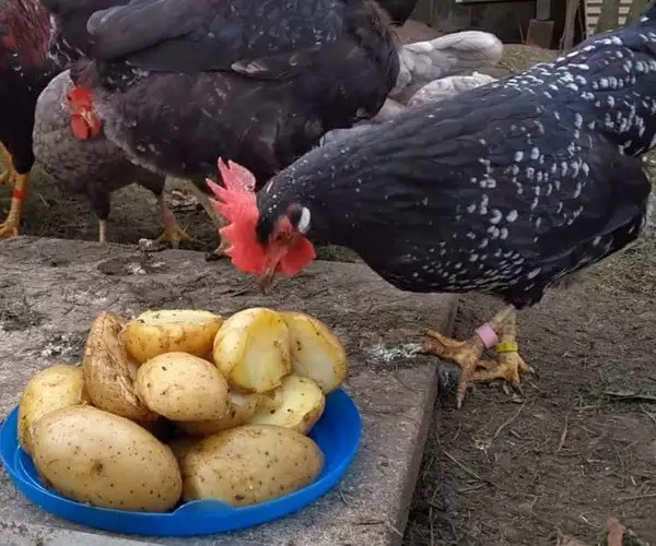 Can chickens eat soft potatoes