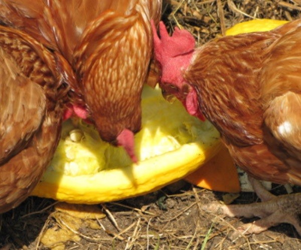 Can chickens eat spaghetti squash raw