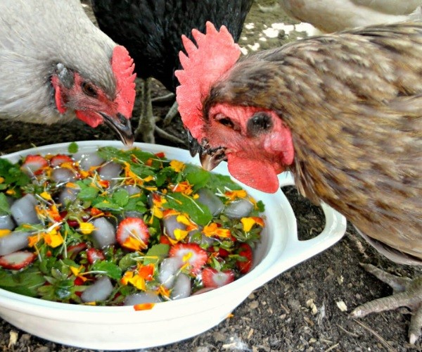 Can chickens eat strawberries and stems