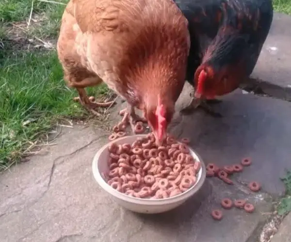 Can chickens have dry cereal