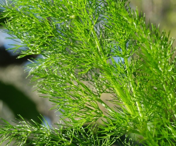 Can chickens have fennel leaves