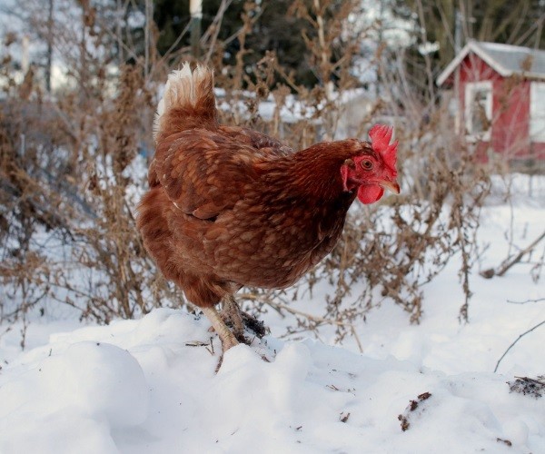 Can chickens stay outside in the winter