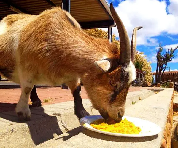 Can goats eat graham crackers