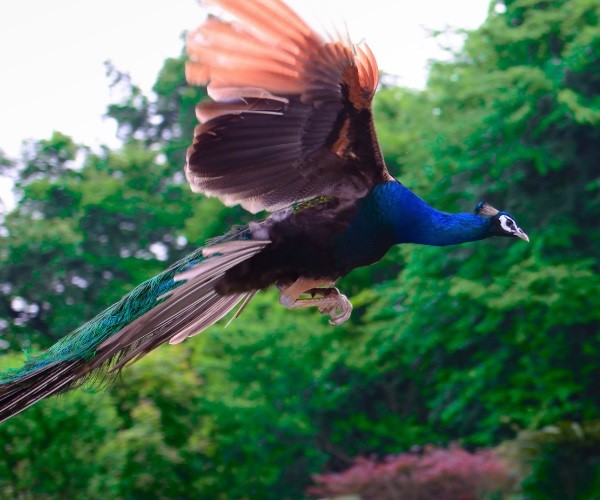 Can peacocks fly