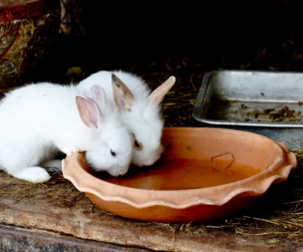 Can rabbits drink out of a chicken waterer